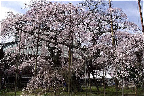 般若院 枝垂れ桜1