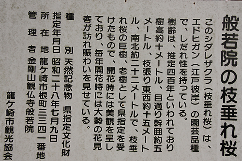 般若院枝垂れ桜 説明文