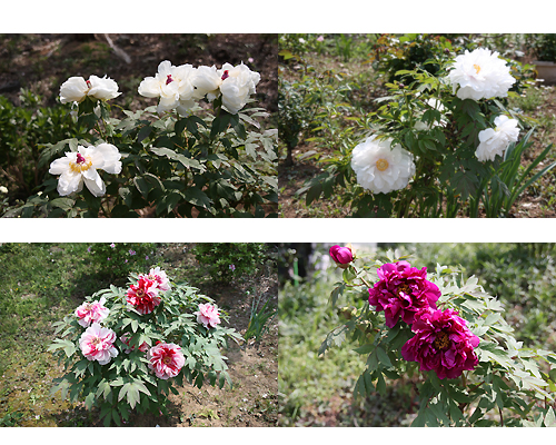 ぼたんの花いろいろ