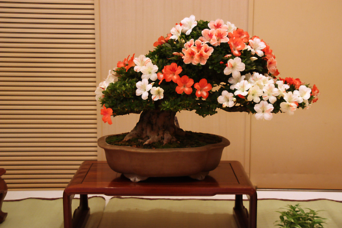 01我孫子さつき花季展示会1.jpg