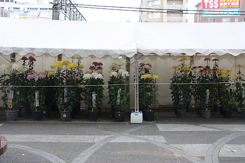 我孫子菊花展