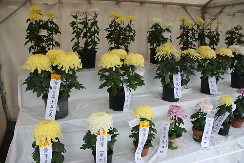 我孫子菊花展