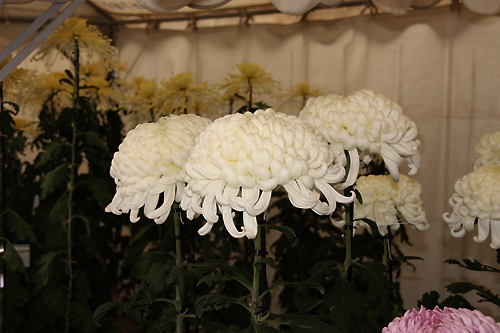 我孫子菊花展