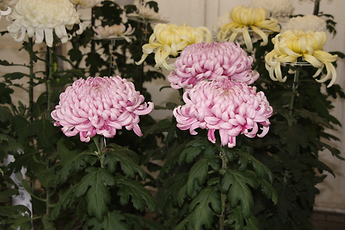 我孫子菊花展