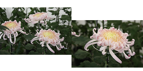 我孫子菊花展