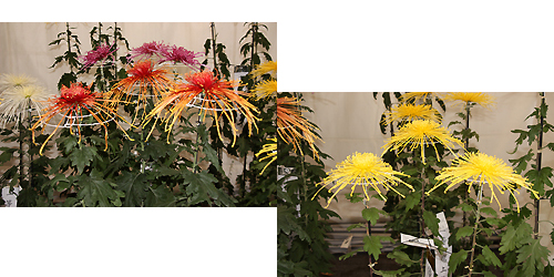 我孫子菊花展