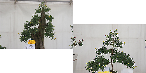 我孫子菊花展