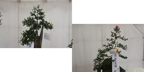 我孫子菊花展