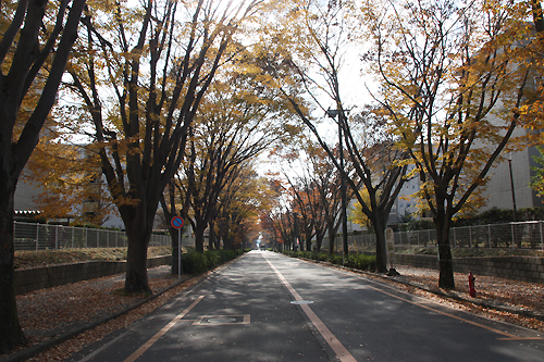 湖北台けやき通り.jpg