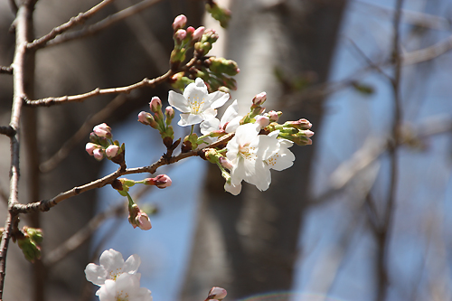 桜1.jpg