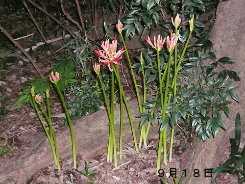 0.ひがん花2.gif