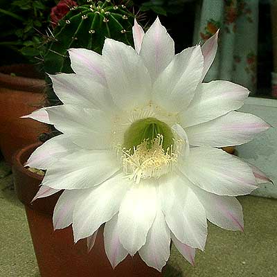 サボテンの花
