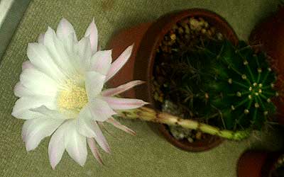 ひとつだけ咲いたサボテンの花