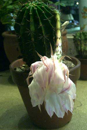 萎れたサボテンの花
