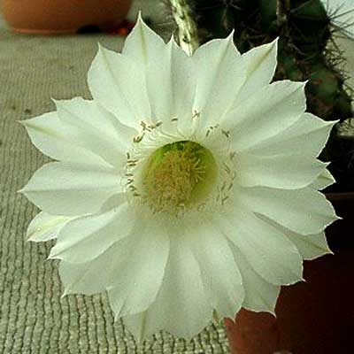 サボテンの花