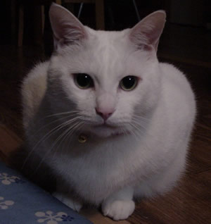世界で一番かわいいシロネコ七味ちゃん