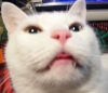 七味ちゃん舌