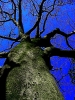 skytreeblue