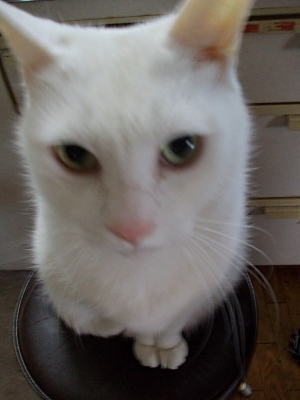 世界で一番かわいいシロネコ七味ちゃん