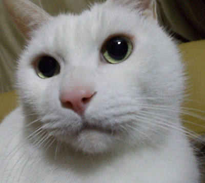 世界で一番かわいいシロネコ七味ちゃん
