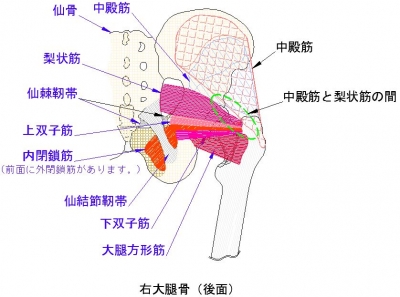 股関節のみかたとアプローチ ～股関節の構造とシステムを理解する～