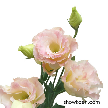 トルコギキョウ パレオシャンパン Flower Note