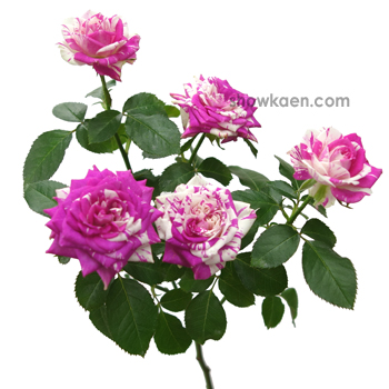 ❁⃘*.゜SP薔薇 スマッシング みっともなかっ