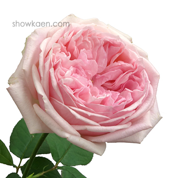 2014年12月26日の記事 | FLOWER NOTE