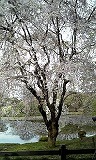 新宿御苑さくら