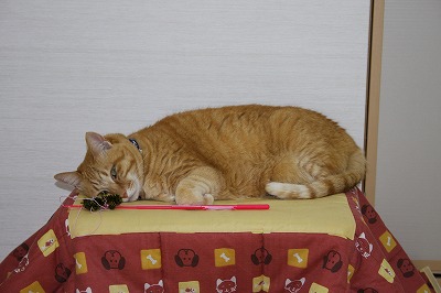 チャッピーonこたつ