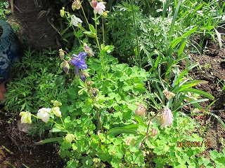 苧環 オダマキ 17blog1513