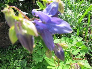 苧環 オダマキ 17blog1513