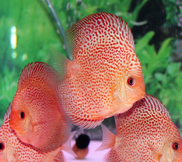 レッドスポットスネークディスカス！！ | ディスカス屋のブログ