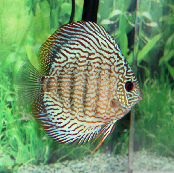 ディスカス ドイツレッドターコイズ 7匹 熱帯魚
