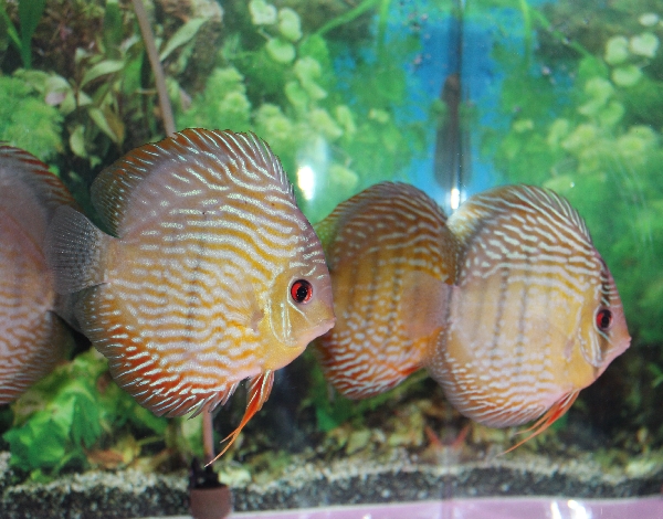 原種ディスカス