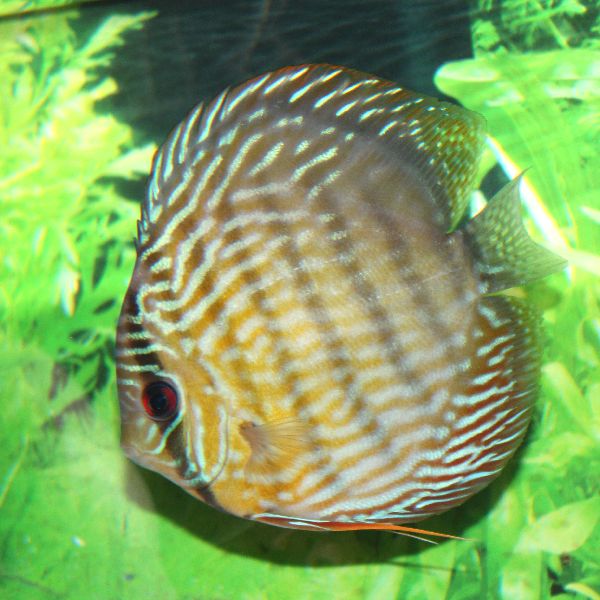3471-600.jpg