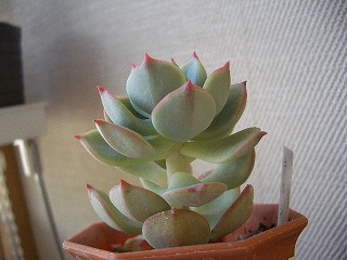 多肉の徒長 多肉植物日記