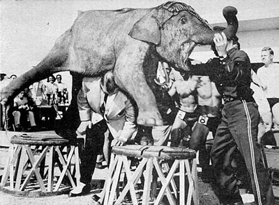 ステインボーン.jpg
