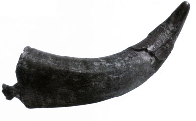 Àޤ줿³Ñ.jpg