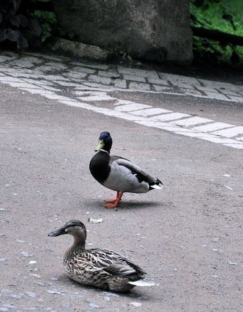 DSC_6987.jpg
