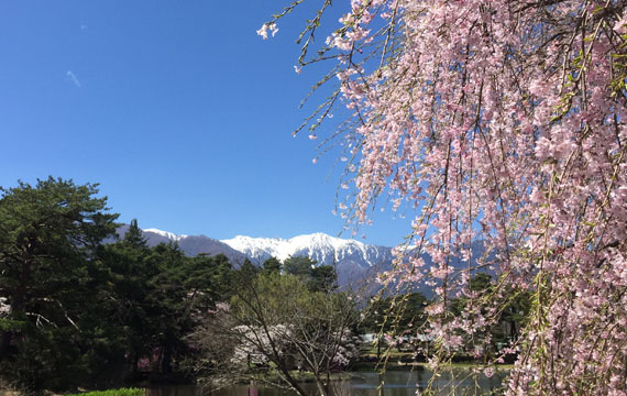 馬見塚公園の桜