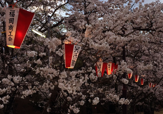 馬見塚公園の桜とボンボリ飾り