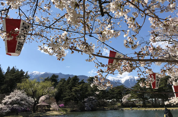 2020年馬見塚公園の桜