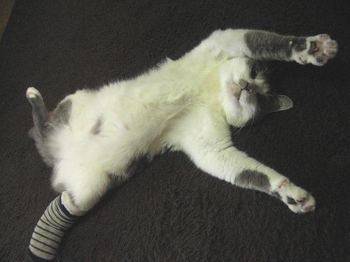 猫