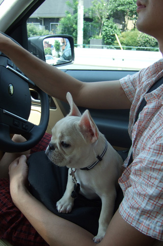運転中でもボスがいいの