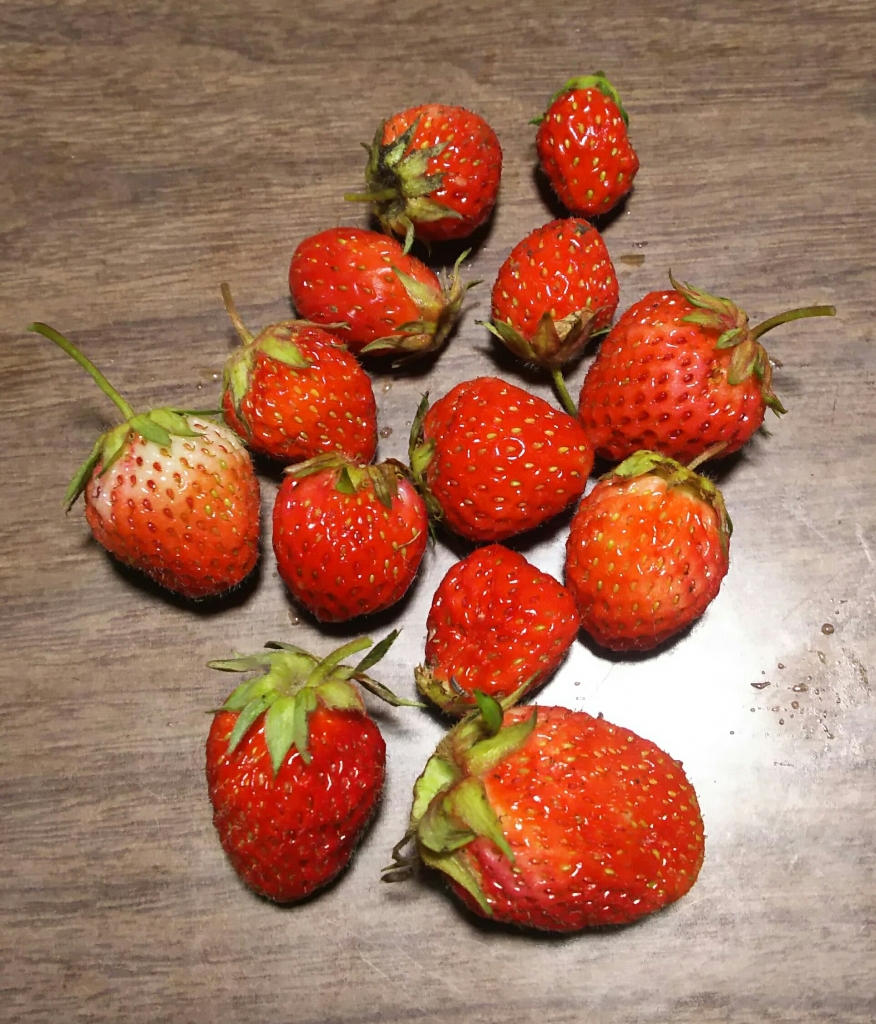 片手いっぱいのイチゴ ちょっとタイム