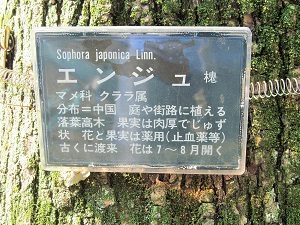 5_近所のエンジュ