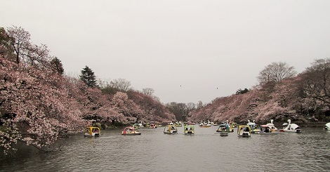 2015_桜1