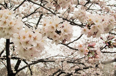 2015_桜2