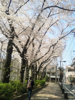2015_桜3